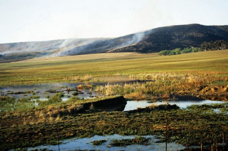 Montane grassland in the Mabola Protected Environment